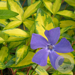 Vinca minor Illumination GM P9