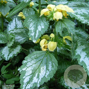 Lamiastrum gal. 'Florentinum' GM P9