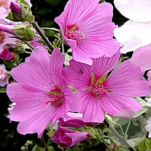 Lavatera 'Rosea' GM P9