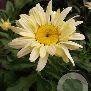 Leucanthemum (S) 'Banana Cream' GM P9