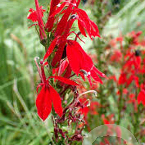 Lobelia cardinalis GM P9