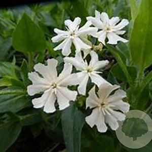 Lychnis chalc. 'Alba' GM P9
