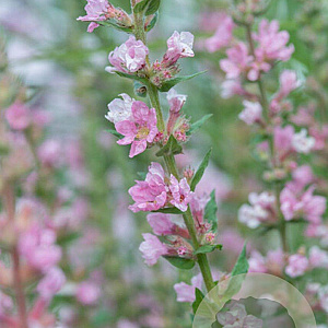 Lythrum sal. 'Pink Blush' GM P9