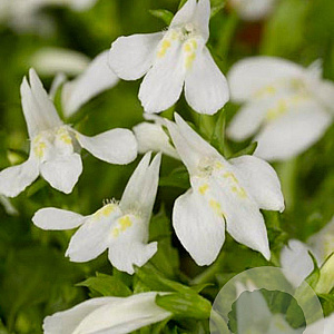 Mazus reptans 'Albus' GM P9