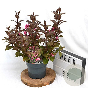 Weigela florida 'Victoria' 40-50 cm 3,0L