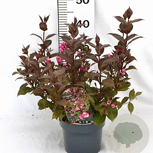 Weigela florida 'Victoria' 40-50 cm 3,0L