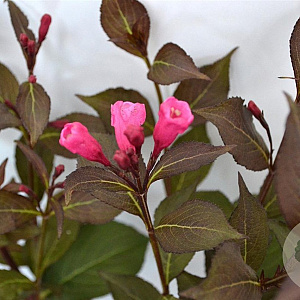 Weigela florida 'Victoria' 40-50 cm 3,0L