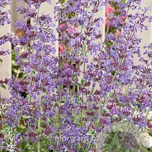 Nepeta 'Dropmore' GM P9
