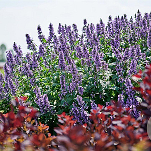 Nepeta Mr Blue Sky GM P9