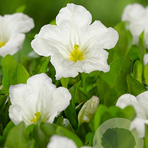 Nierembergia repens GM P9