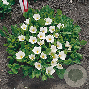 Nierembergia repens GM P9