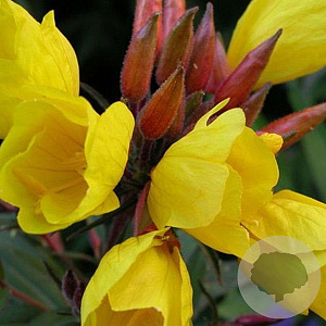 Oenothera fr. 'Fyrverkeri' GM P9