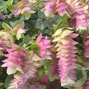 Origanum rot. 'Kent Beauty' GM P9
