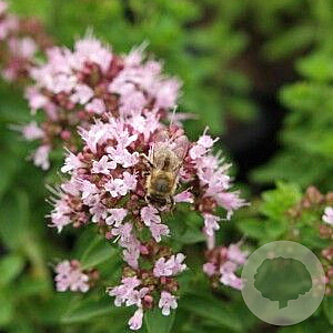 Origanum vulg. 'Compactum' GM P9
