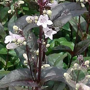 Penstemon digit. 'Husker Red' GM P9