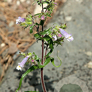 Penstemon hirsutus 'Pygmaeus' GM P9