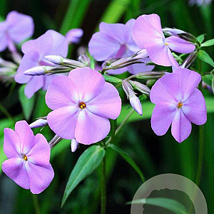 Phlox carolina 'Bill Baker' GM P9