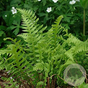 Phegopteris decursive-pinnata GM P9