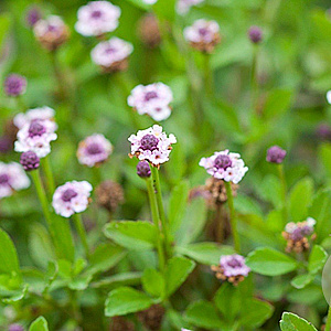 Phyla nodiflora GM P9