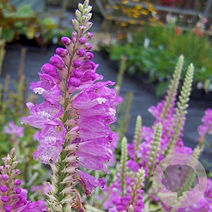 Physostegia v. 'Bouquet Rose' GM P9