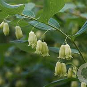Polygonatum biflorum GM P9
