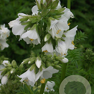 Polemonium caer. 'Album' GM P9