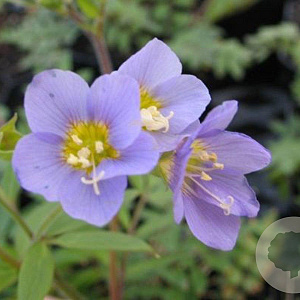 Polemonium caer. 'Lambrook Mauve' GM P9