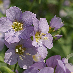 Polemonium caer. 'Lambrook Mauve' GM P9
