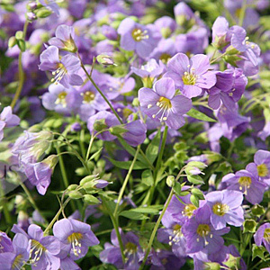 Polemonium caer. 'Lambrook Mauve' GM P9