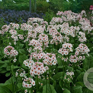 Primula allionii 'Apple Blossom' GM P9