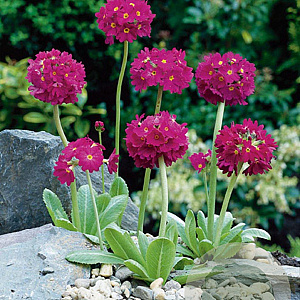 Primula dent. 'Rubin' GM P9