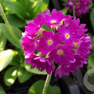 Primula dent. 'Rubin' GM P9