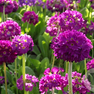 Primula dent. 'Rubin' GM P9