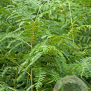 Pteridium aquilinum GM P9