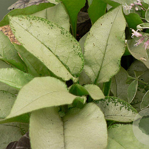 Pulmonaria 'Majesté' GM P9