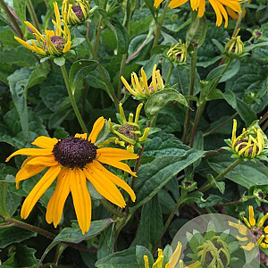 Rudbeckia f. 'City Garden' GM P9