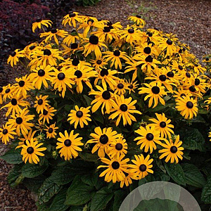 Rudbeckia f. Early Bird Gold GM P9