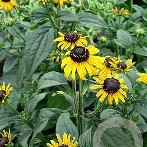 Rudbeckia f. Early Bird Gold GM P9