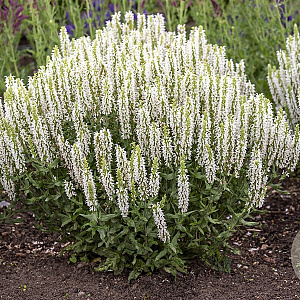 Salvia nem. Sensation White GM P9