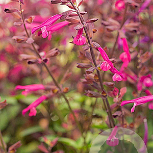 Salvia Love and Wishes GM P9