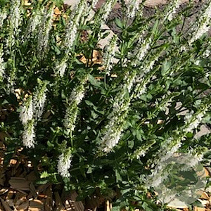 Salvia nem. 'Adrian' GM P9