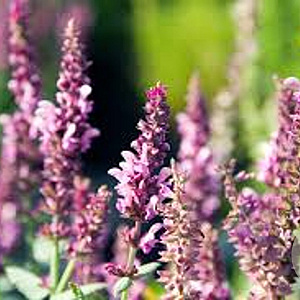 Salvia nem. Sensation Deep Rose GM P9