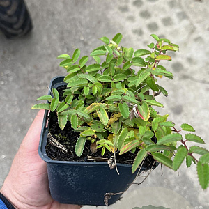 Sanguisorba o. 'Tanna' GM P9