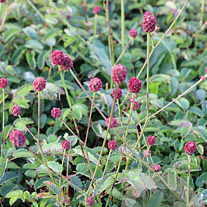 Sanguisorba o. 'Tanna' GM P9