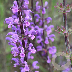 Salvia sylv. 'Serenade' GM P9