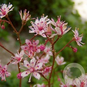 Saxifraga umbrosa 'ClarenceElliott' GM P9