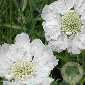 Scabiosa cauc. 'Alba' GM P9
