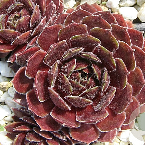 Sempervivum 'Director Jacobs' GM P9