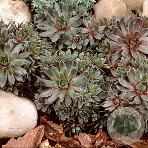Sempervivum 'Purple Beauty' GM P9