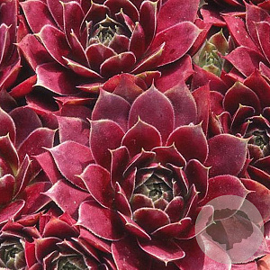 Sempervivum 'Red Chief' GM P9